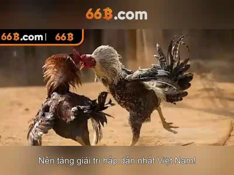 66B là gì?