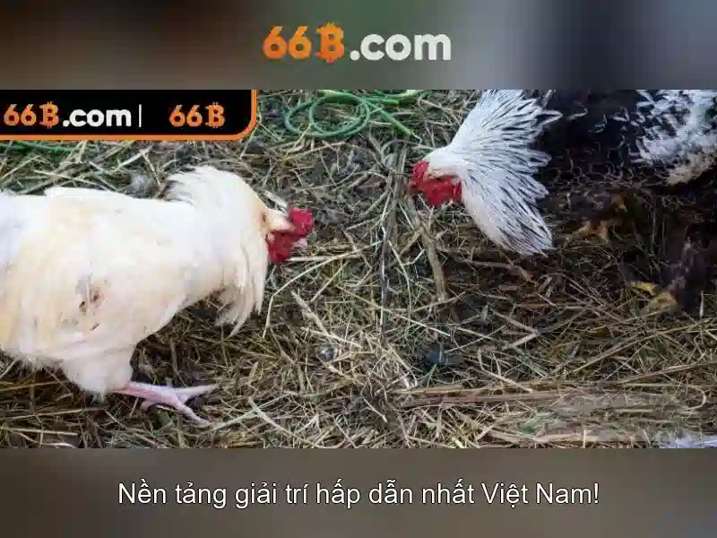 66b là một khái niệm mới về sự kết nối giữa số và ngôn ngữ